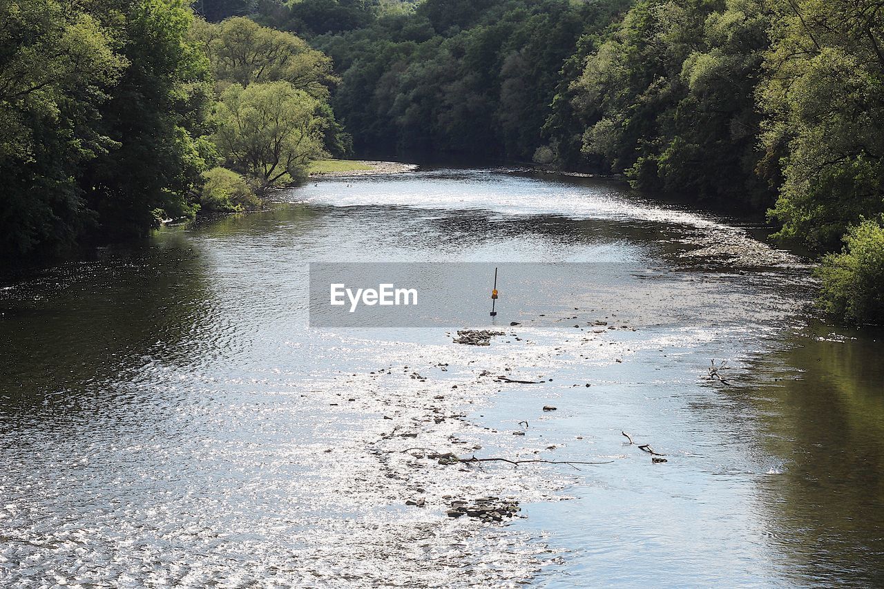 Scenic view of river amidst trees