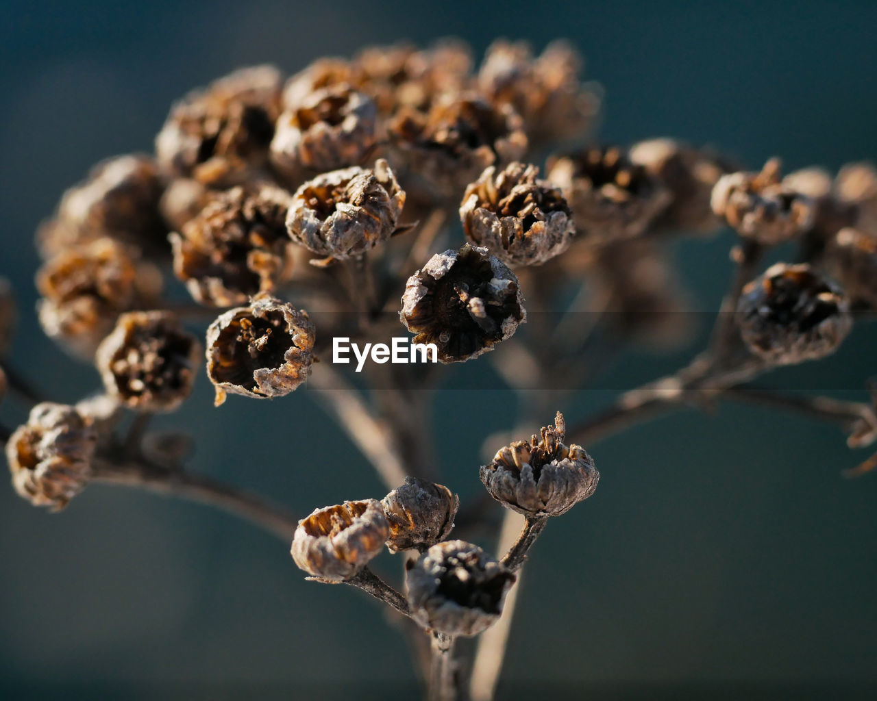CLOSE-UP OF FLOWER PLANT