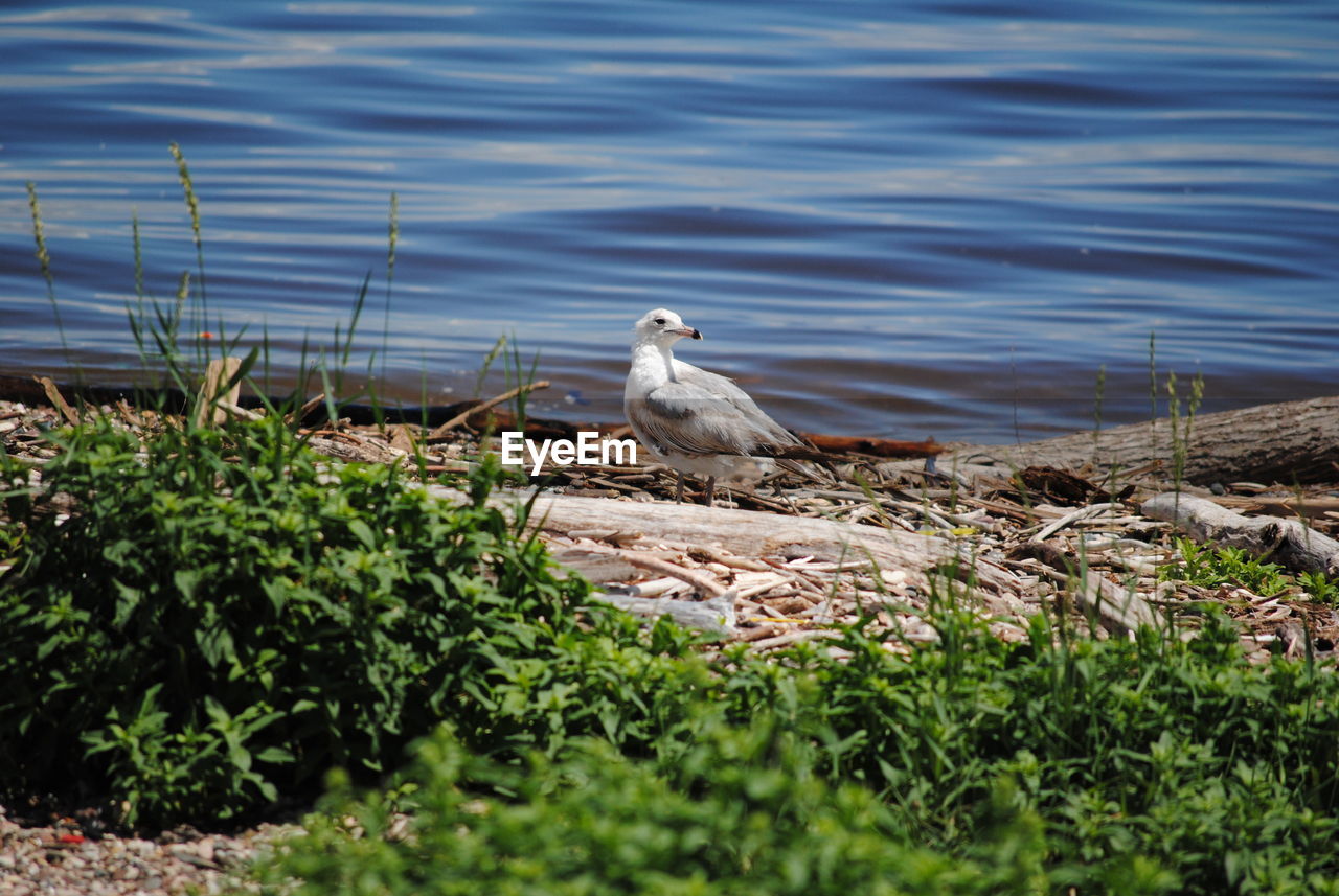 Bird perching on a grass