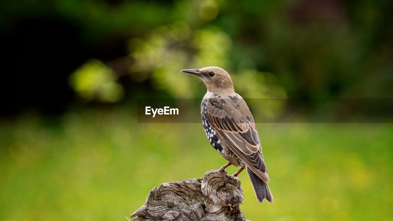 close-up of bird perching on wood