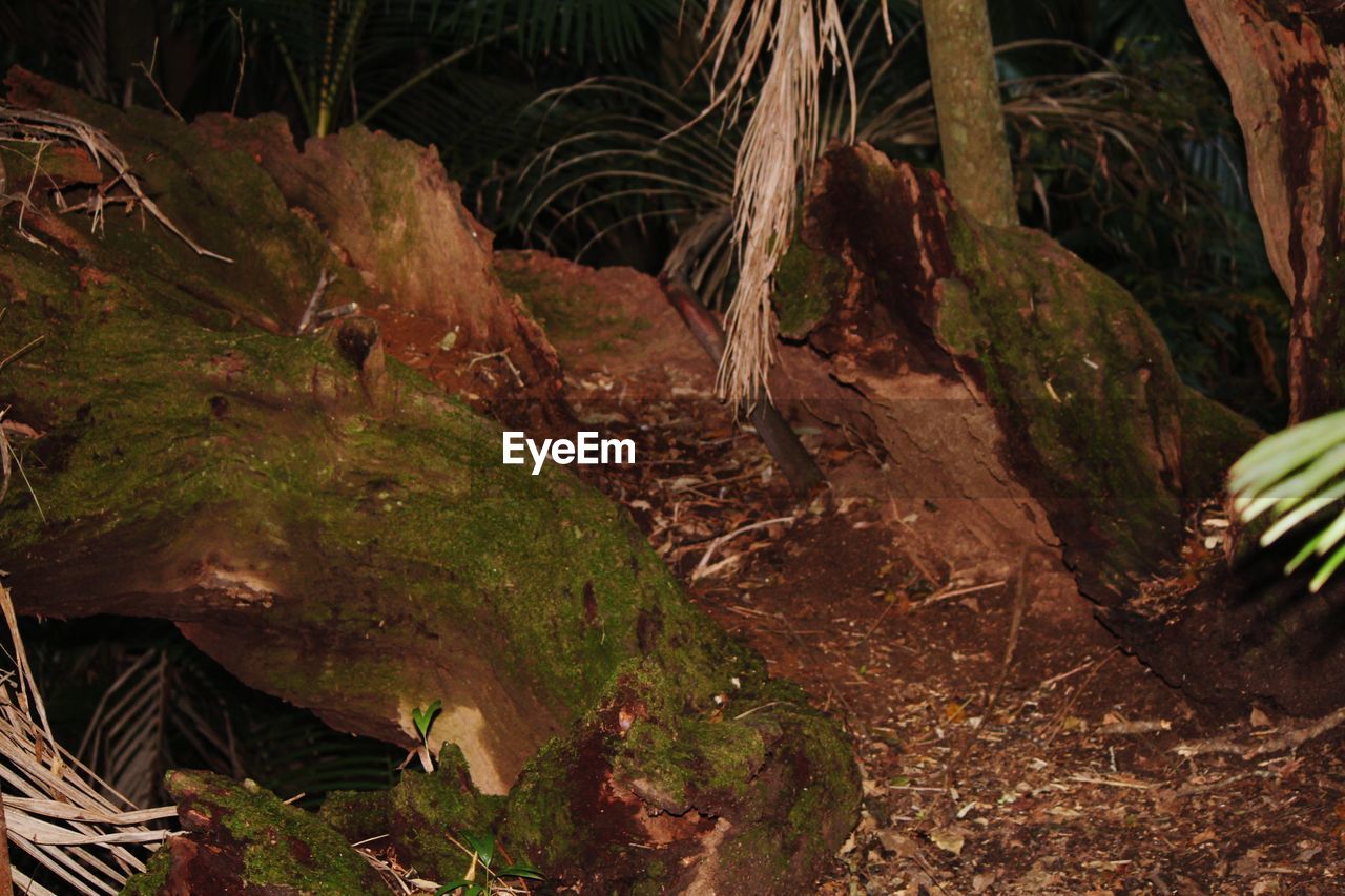 CLOSE-UP OF TREE TRUNK