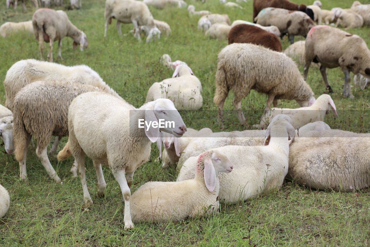 FLOCK OF SHEEP GRAZING IN FIELD