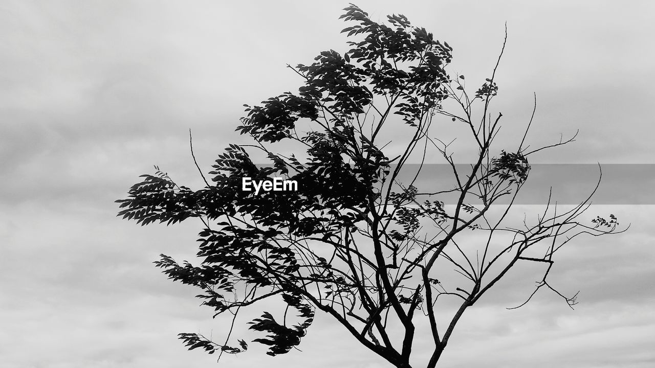 Close-up of plant against sky