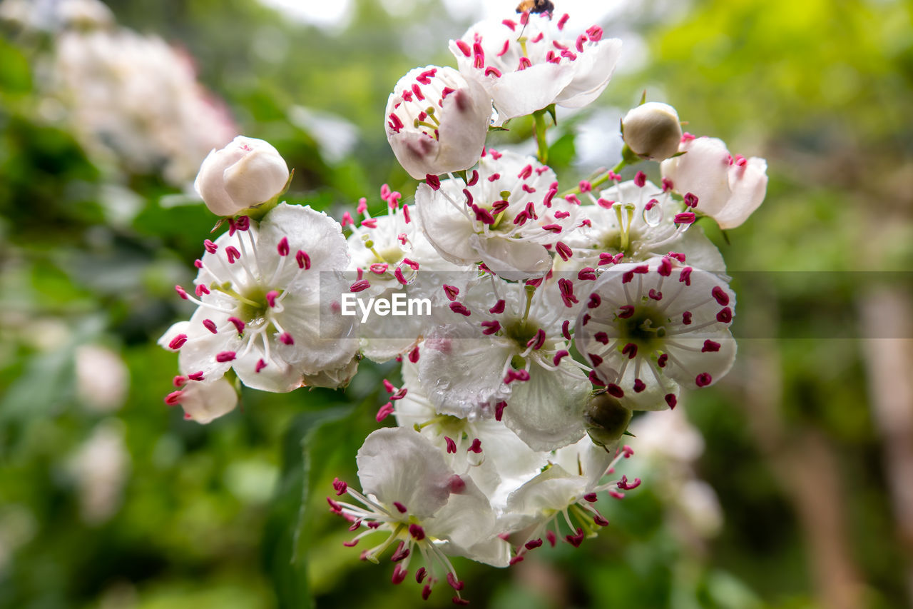 Close-up of pink cherry blossoms