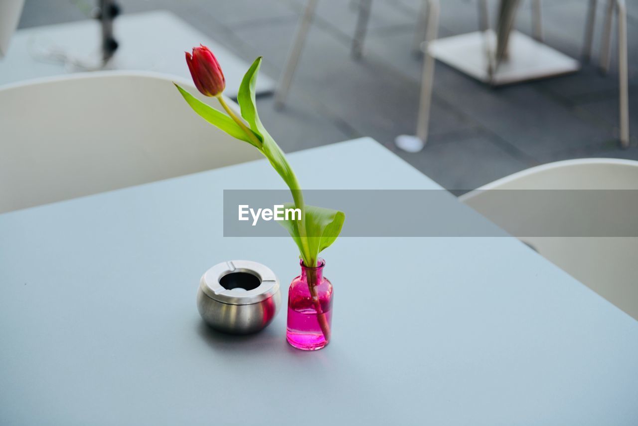 CLOSE-UP OF PINK FLOWER ON TABLE