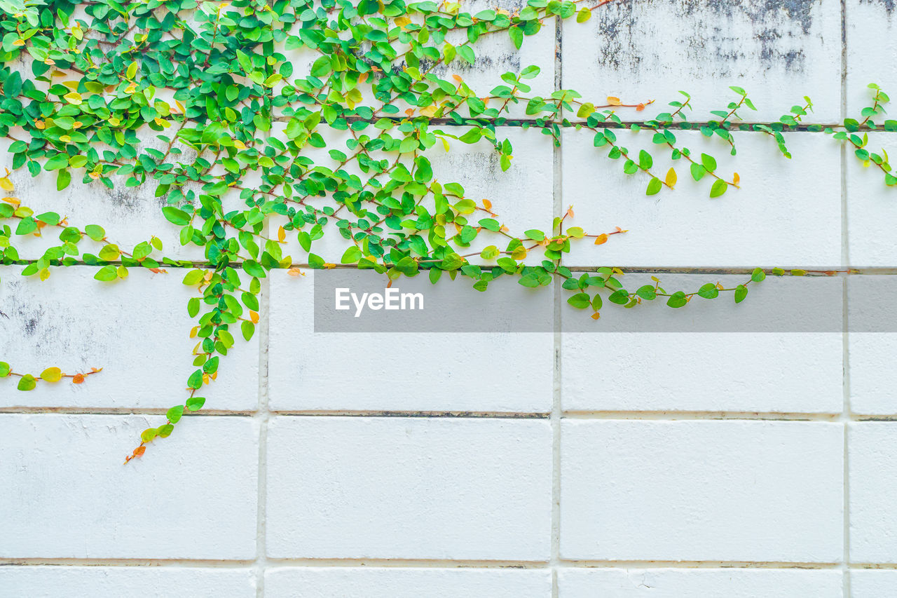 Green creeper plant on concrete wall black, space of wall with ivy on the side