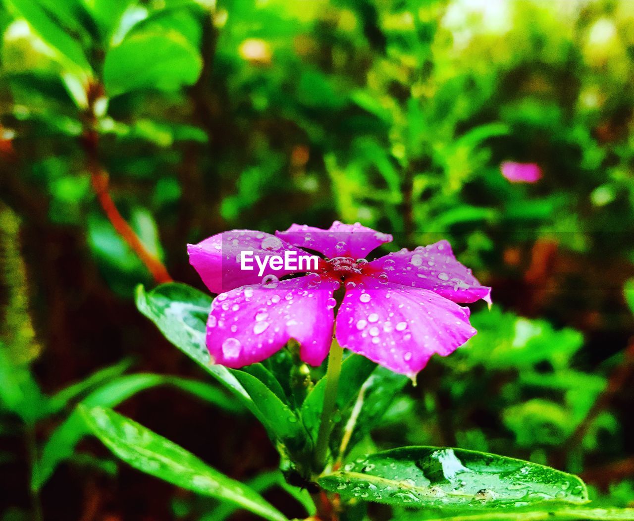 CLOSE-UP OF WET PURPLE FLOWER