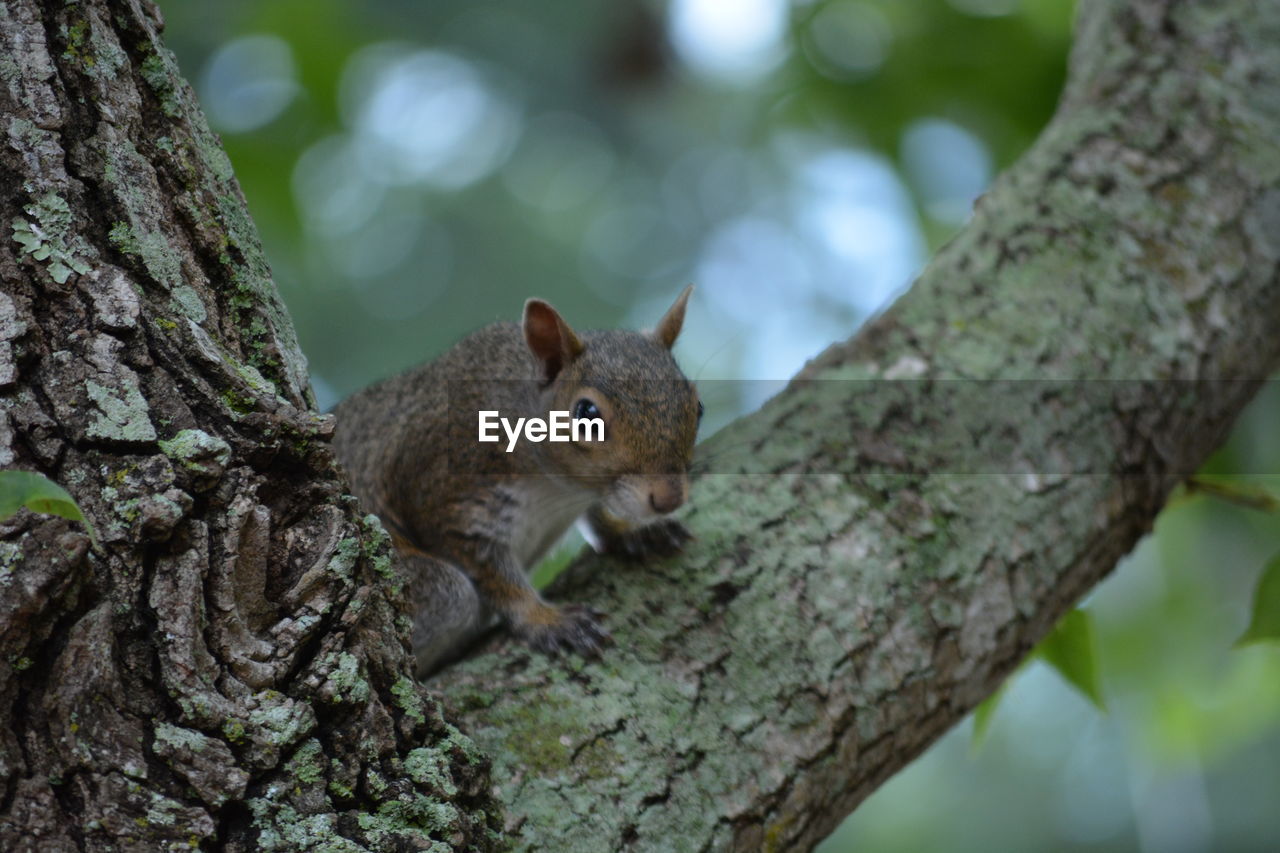 SQUIRREL ON TREE