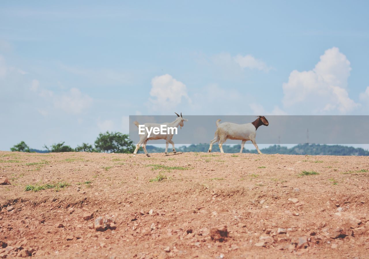 VIEW OF HORSES ON FIELD