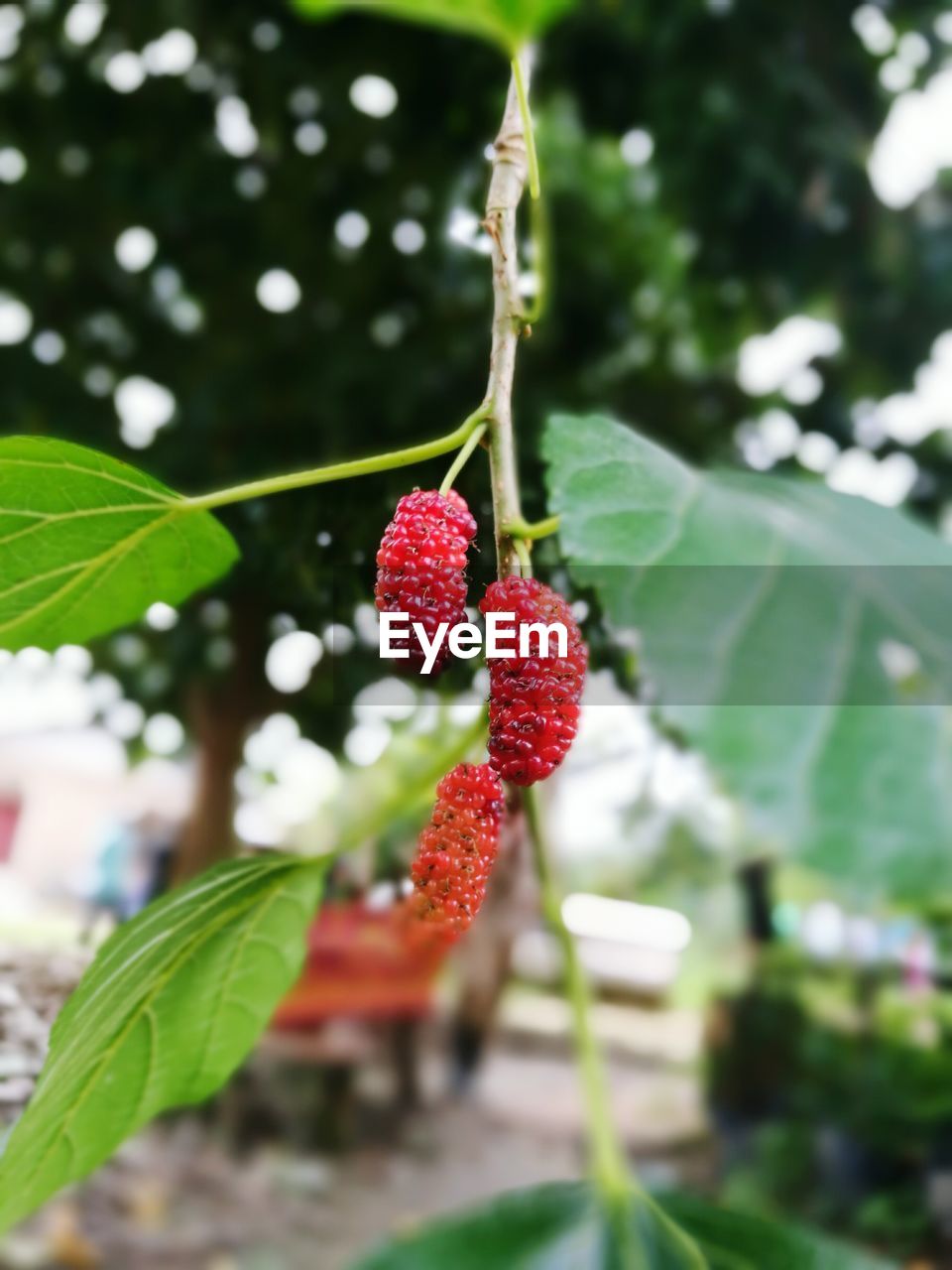 LOW ANGLE VIEW OF STRAWBERRY HANGING ON PLANT