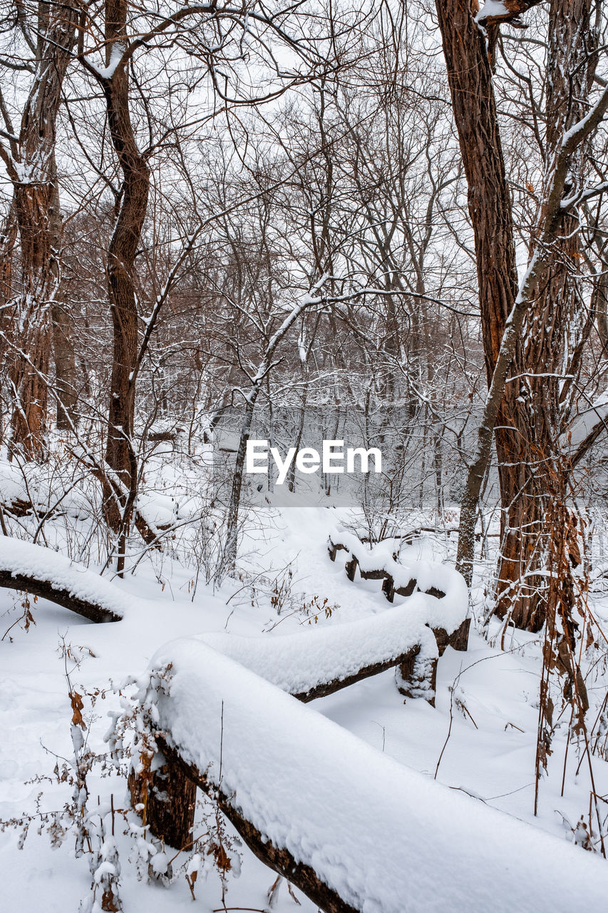 BARE TREES ON SNOW COVERED LAND