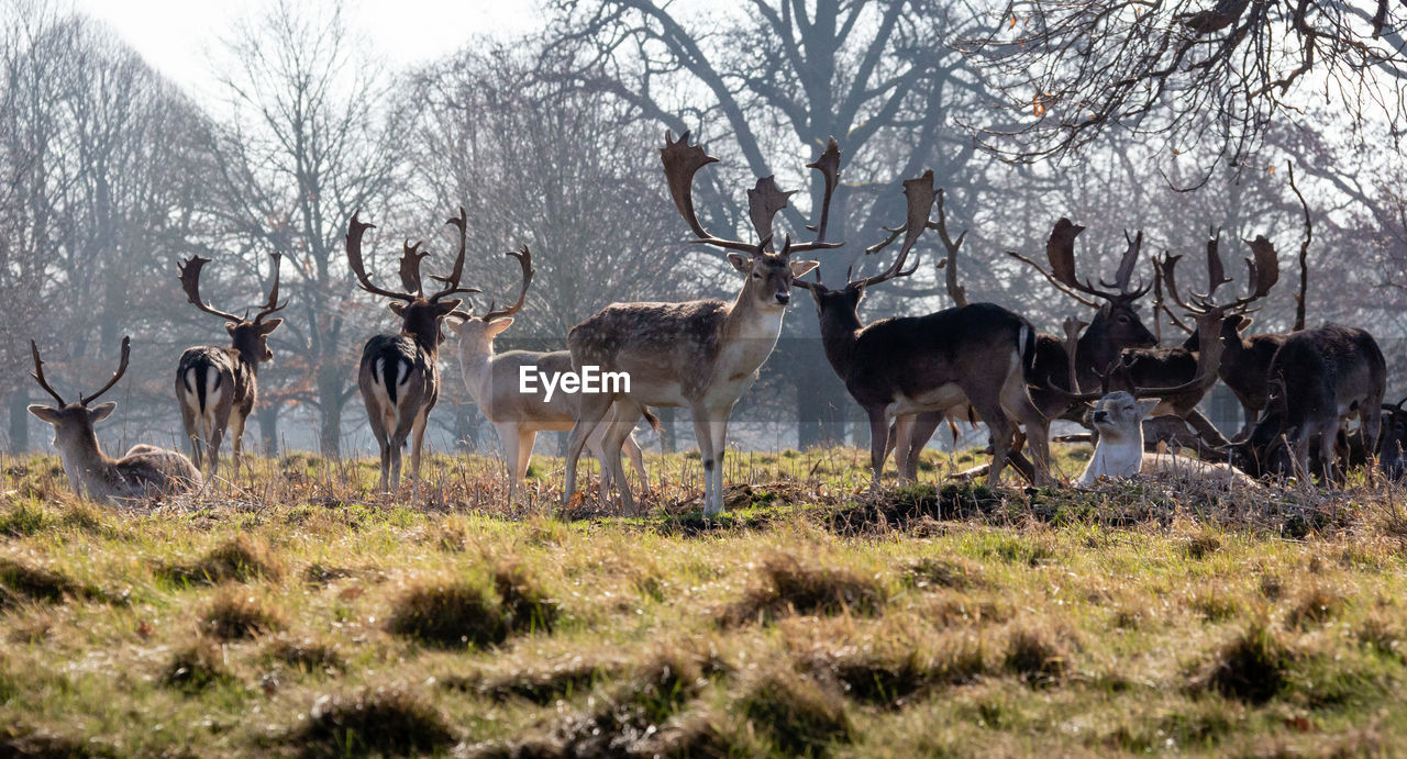 Misty scene of deer in a field