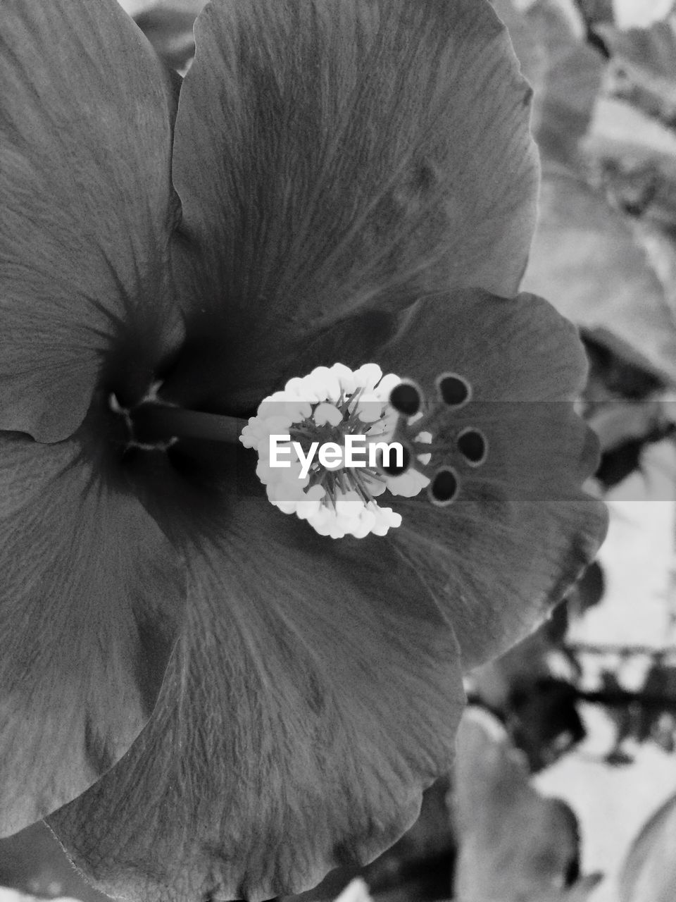 CLOSE-UP OF FLOWER BLOOMING