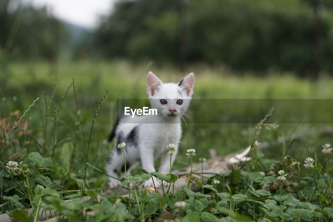 PORTRAIT OF A CAT ON FIELD