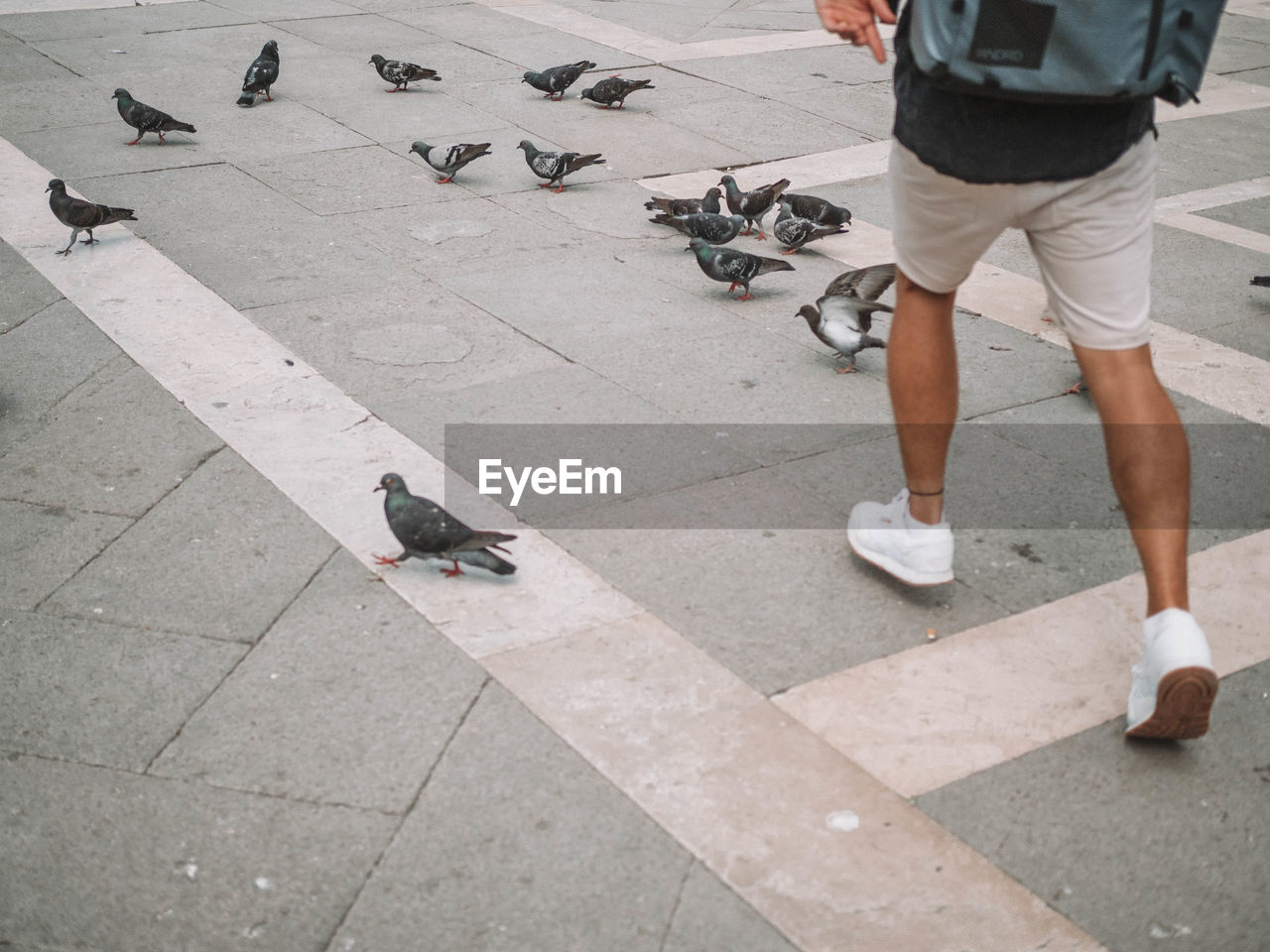 HIGH ANGLE VIEW OF PIGEON ON FOOTPATH