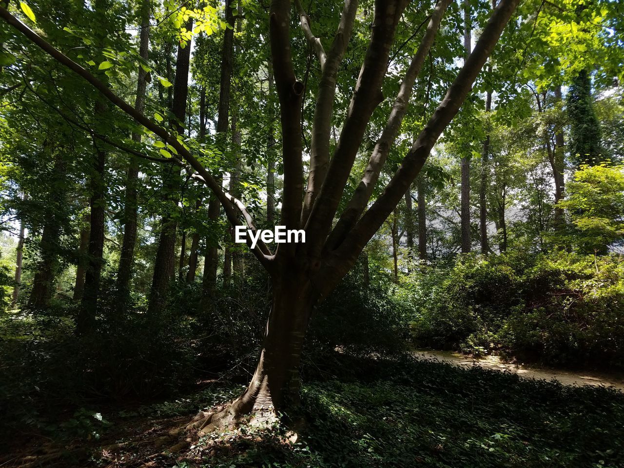 VIEW OF TREES IN PARK