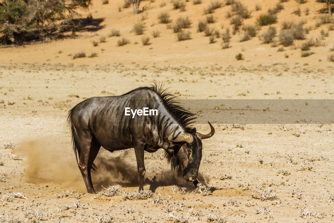 animal, animal themes, animal wildlife, mammal, wildlife, savanna, wildebeest, one animal, safari, land, nature, no people, domestic animals, environment, landscape, full length, mustang horse, sand, day, outdoors, travel destinations, tourism, side view, climate
