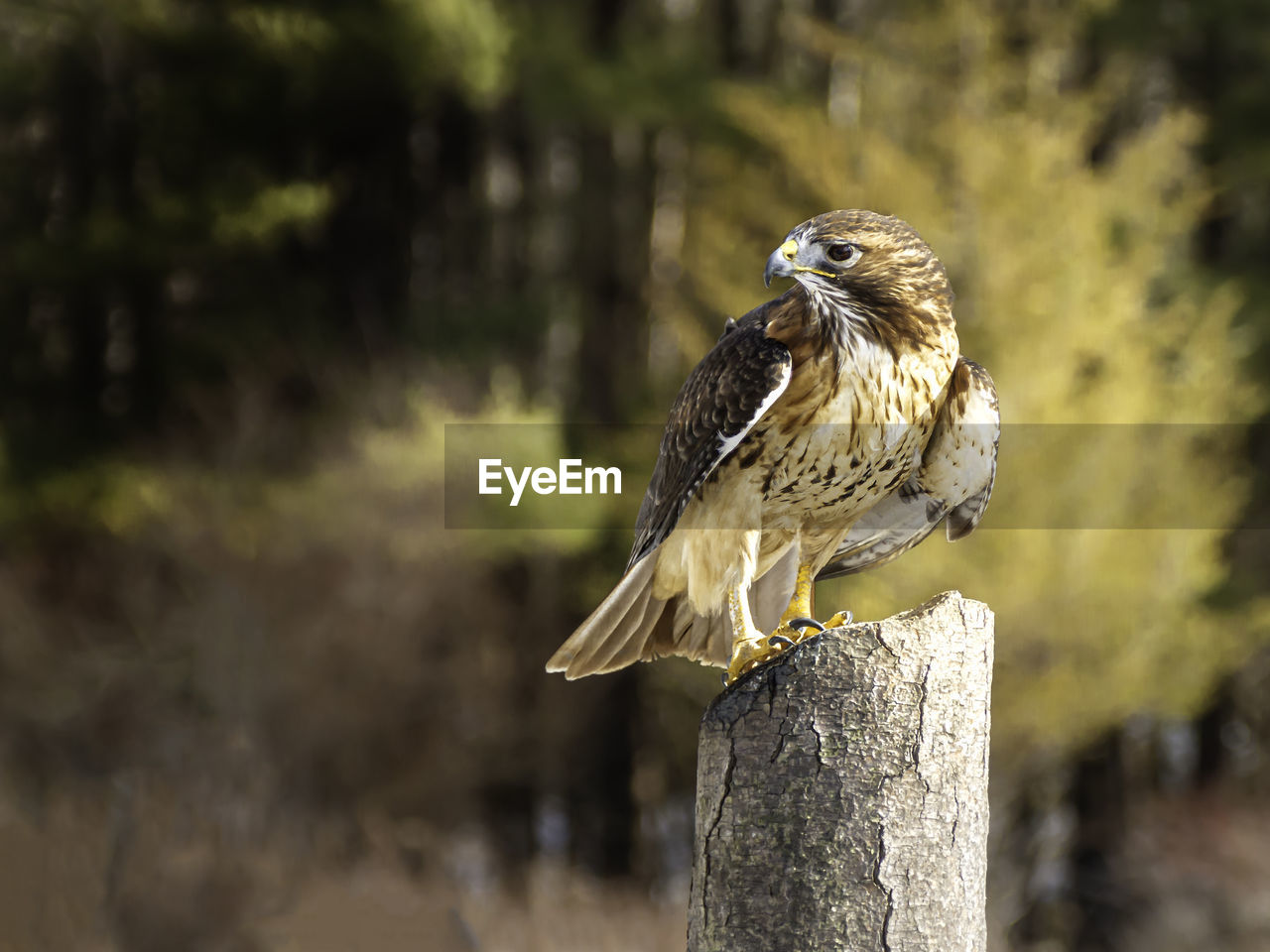 A red-tailed hawk perches on an old tree trunk.