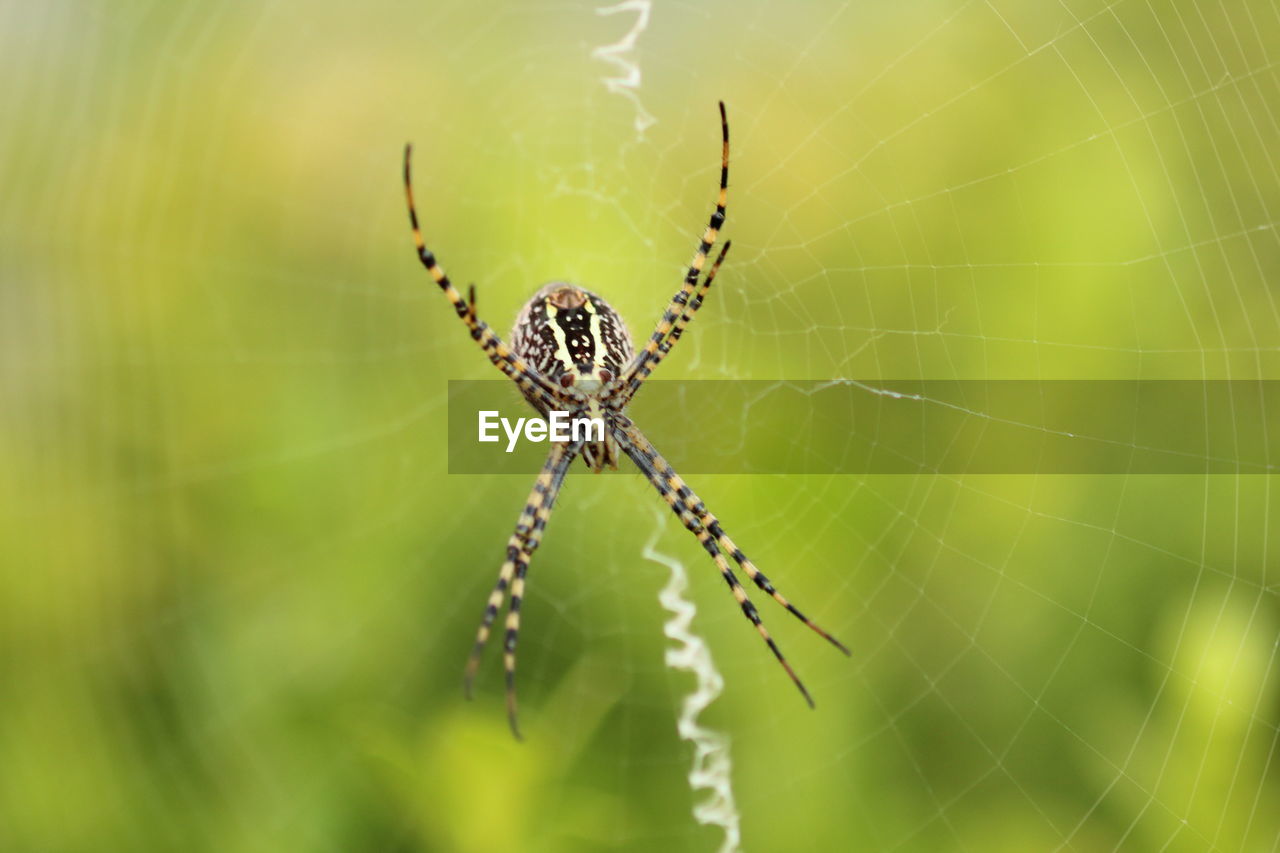 CLOSE-UP OF SPIDER WEB