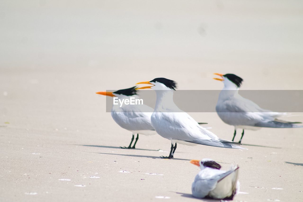 BIRDS PERCHING ON THE BEACH