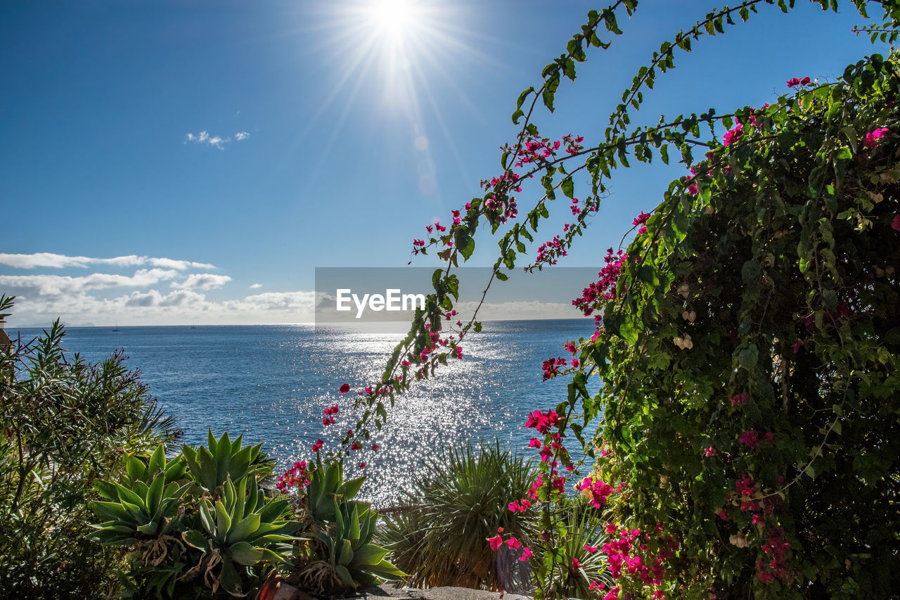 sky, plant, water, nature, sea, beauty in nature, sunlight, flower, tree, scenics - nature, beach, flowering plant, land, tranquility, horizon over water, sunny, no people, day, blue, sun, outdoors, travel destinations, tranquil scene, growth, travel, cloud, horizon, lens flare, holiday, clear sky, environment, summer, freshness, idyllic, tropics