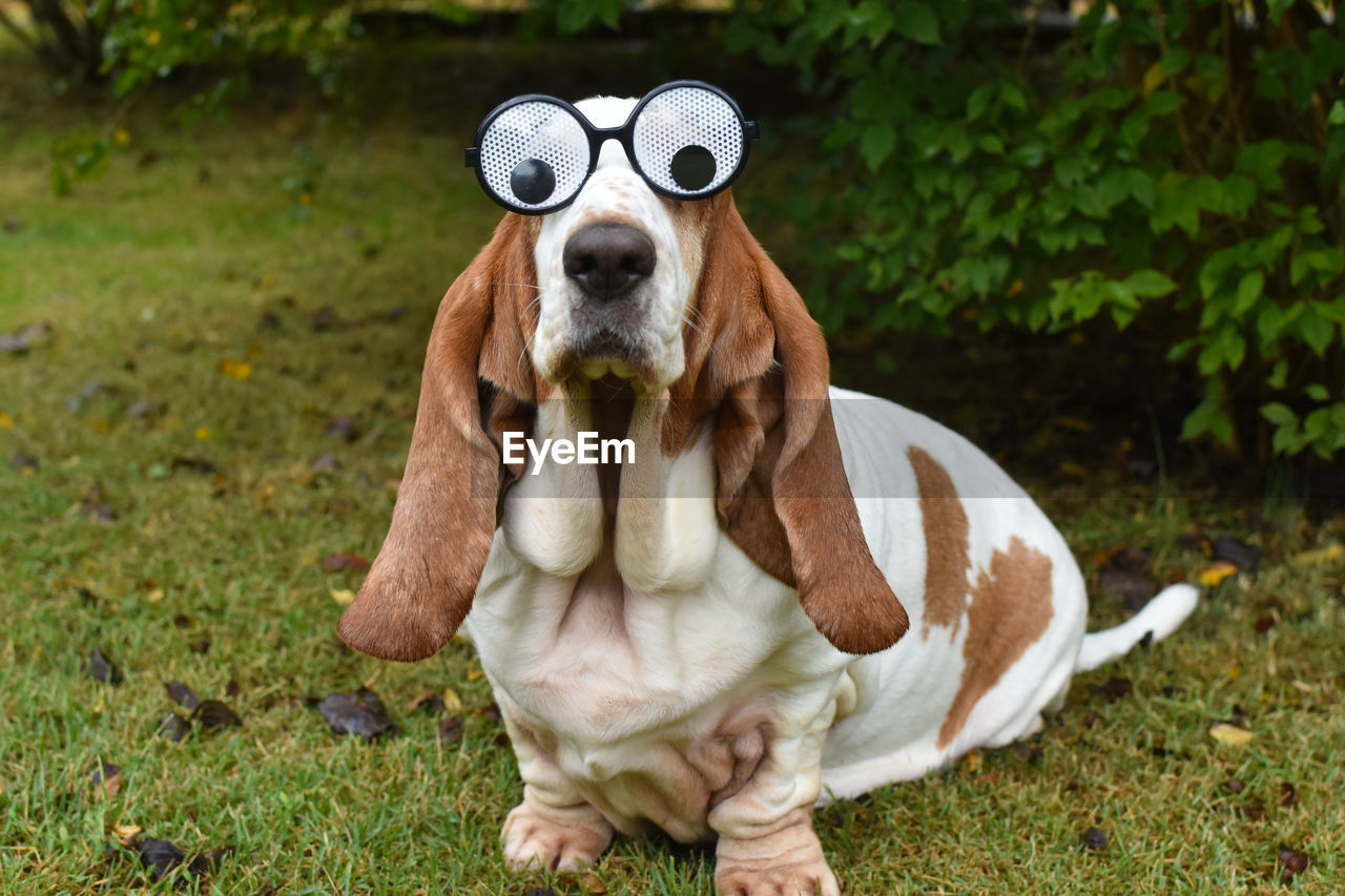 Close-up of dog wearing funny glasses 
