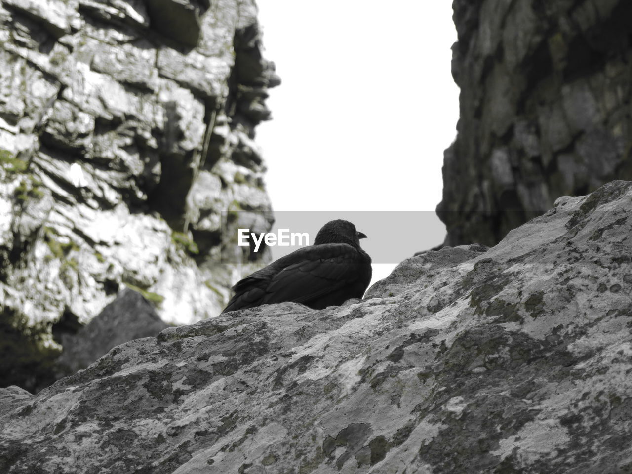 LOW ANGLE VIEW OF BIRD PERCHING ON ROCK AGAINST SKY