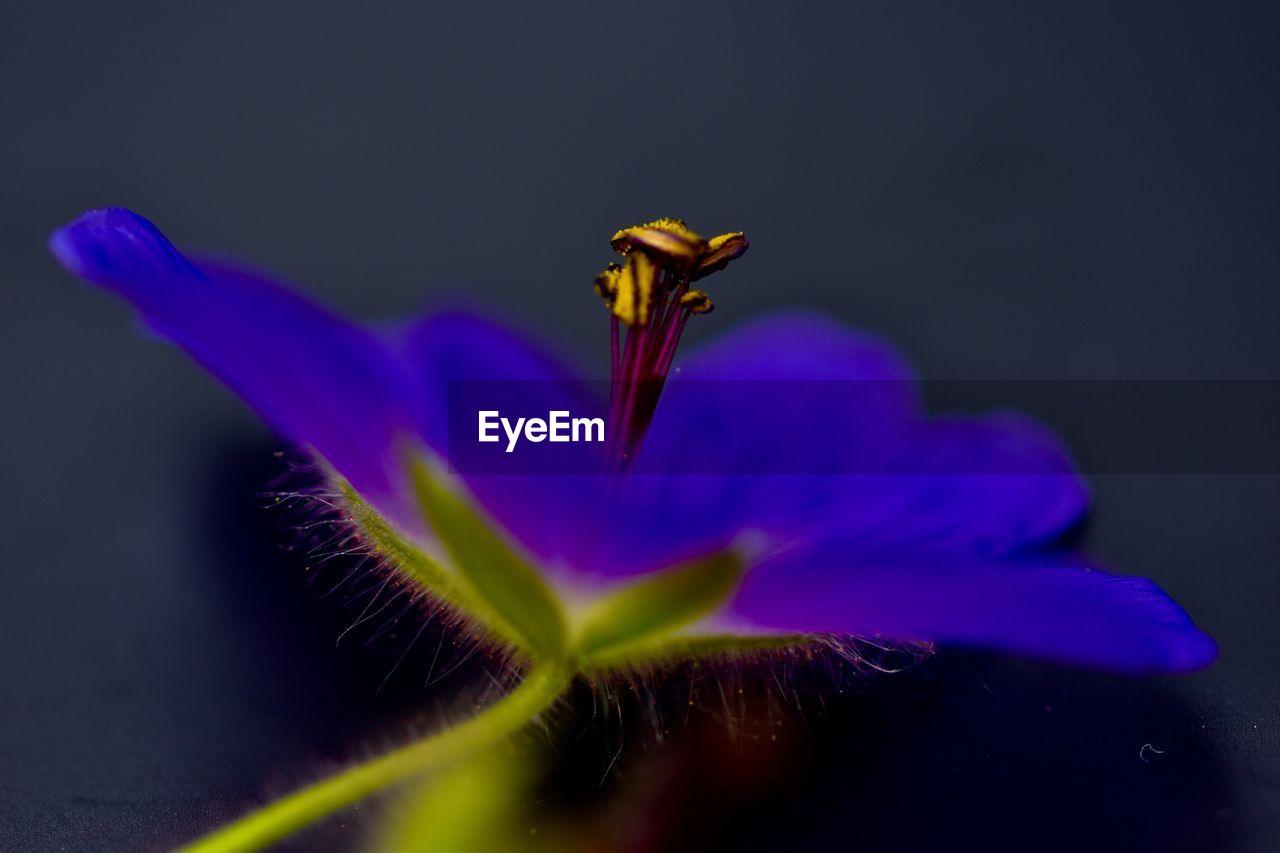 CLOSE-UP OF PURPLE FLOWER ON PLANT