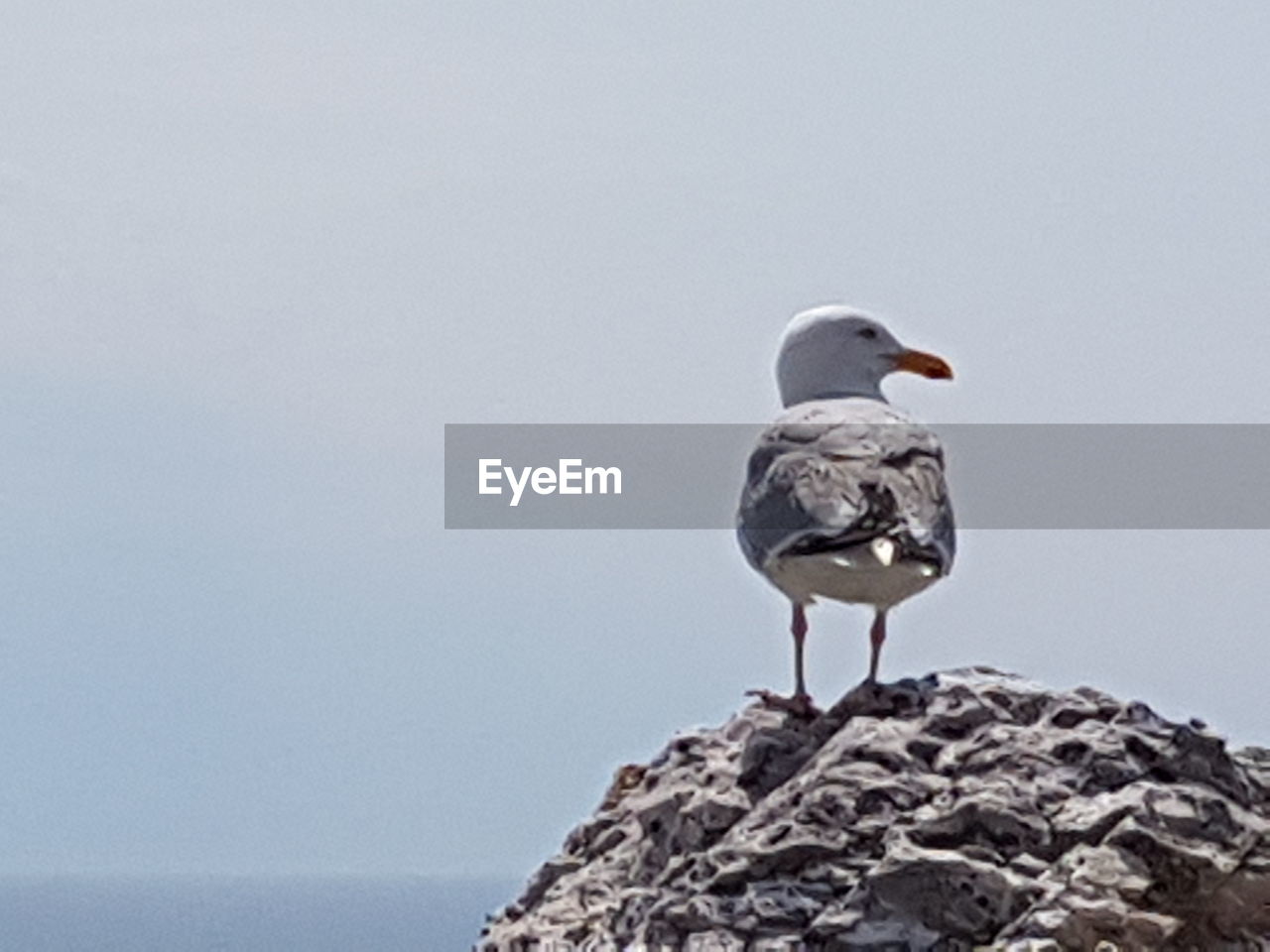 VIEW OF SEAGULL PERCHING ON ROCK