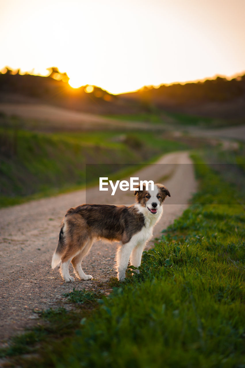 VIEW OF A DOG ON LANDSCAPE