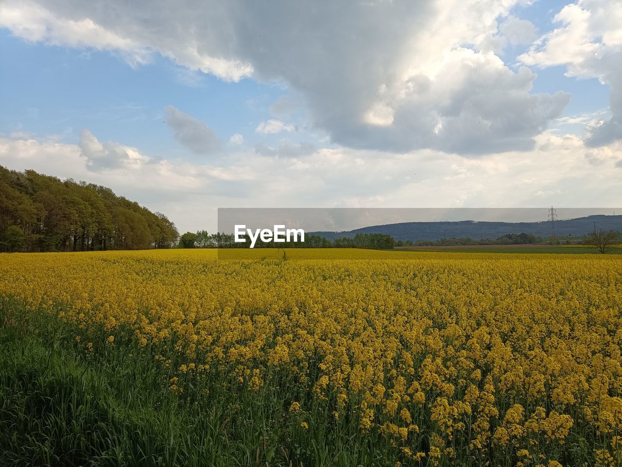 landscape, plant, environment, sky, field, land, beauty in nature, rapeseed, rural scene, agriculture, flower, cloud, vegetable, flowering plant, scenics - nature, yellow, nature, crop, growth, canola, produce, freshness, tranquility, food, farm, tranquil scene, prairie, oilseed rape, horizon, rural area, no people, plain, springtime, idyllic, meadow, abundance, grassland, day, sunlight, tree, outdoors, fragility, blossom, non-urban scene, grass, food and drink, vibrant color, summer, brassica rapa, blue, cereal plant, travel destinations