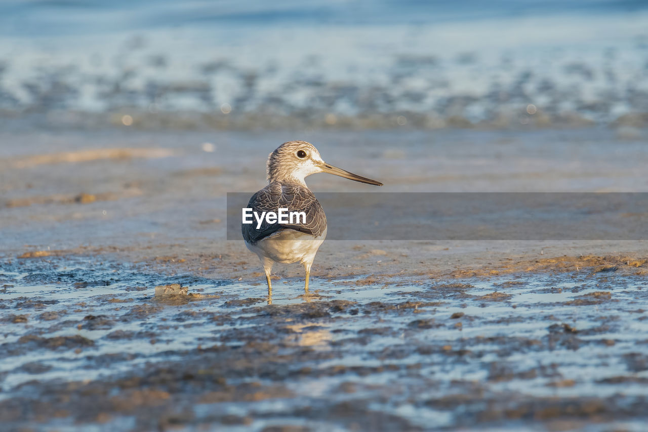 close-up of a bird