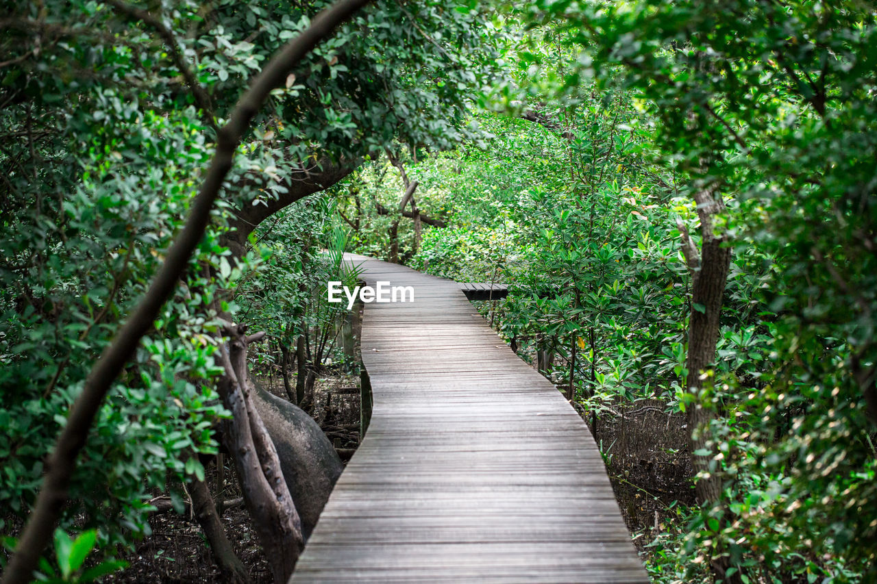 Empty boardwalk amidst trees in forest