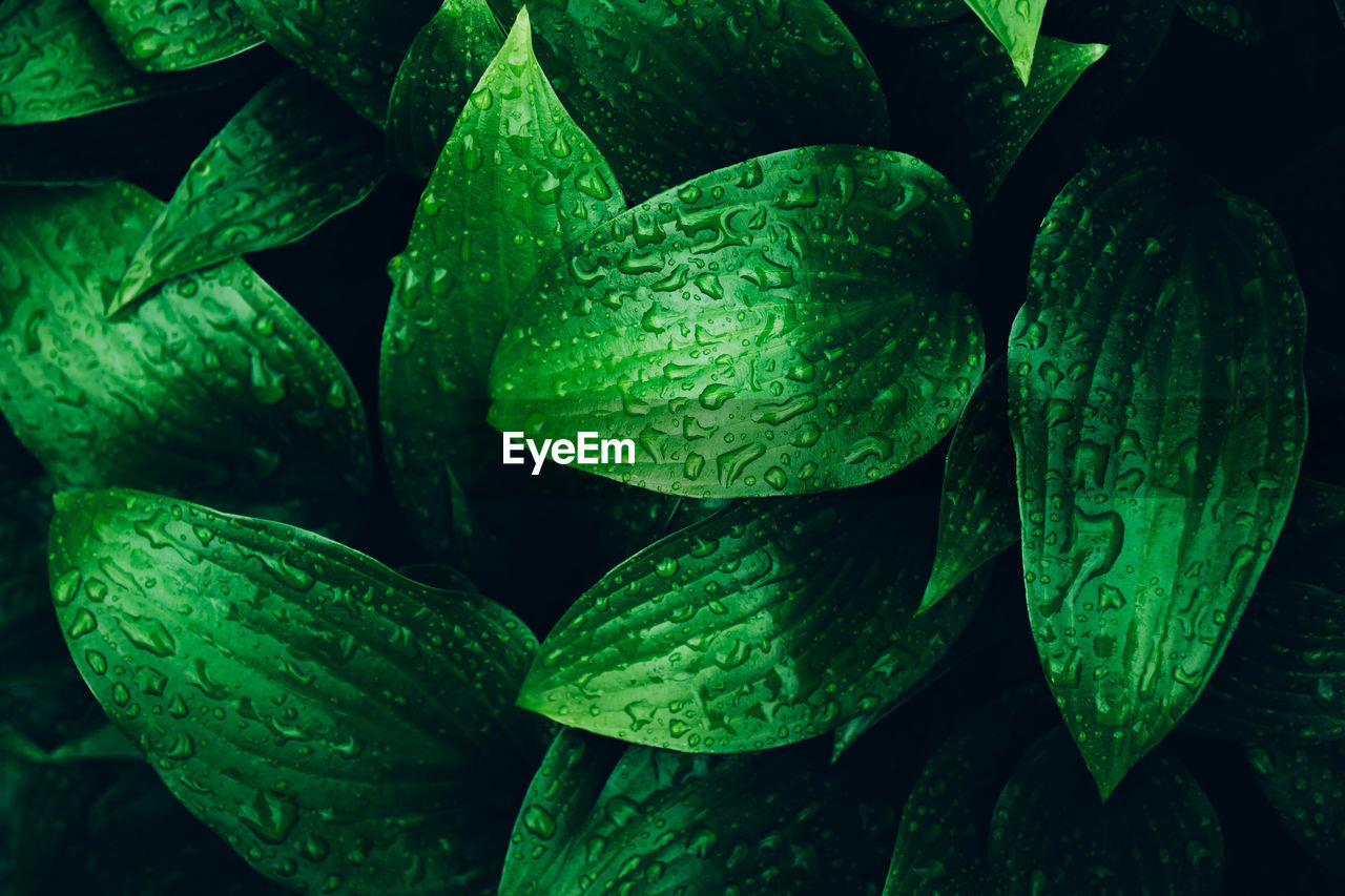 Full frame shot of wet leaves
