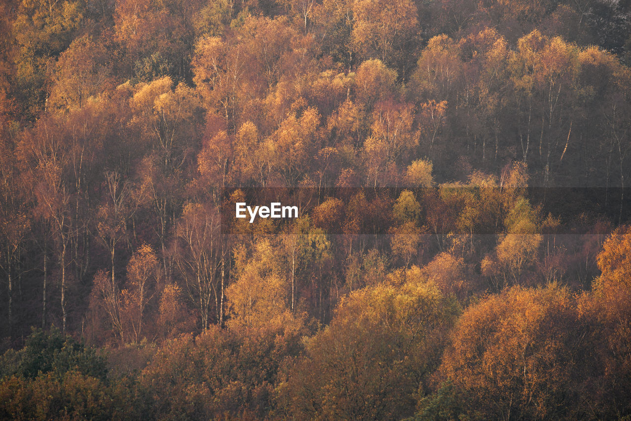 HIGH ANGLE VIEW OF TREES IN FOREST