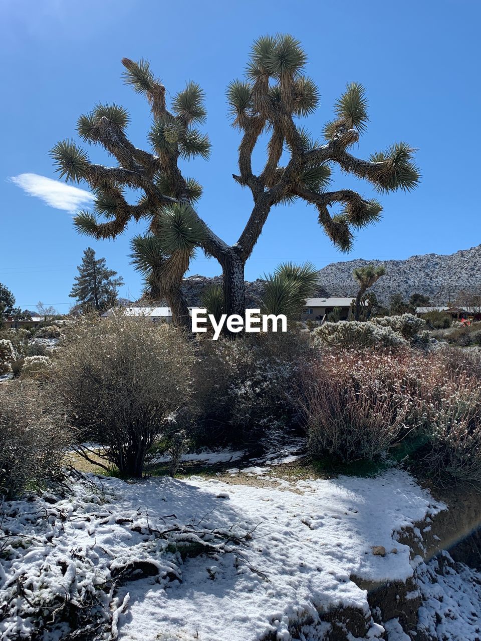 TREE BY SNOW COVERED LAND AGAINST CLEAR SKY