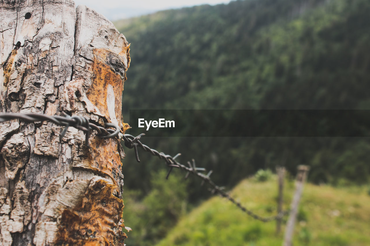 Close-up of barbed wire on tree trunk