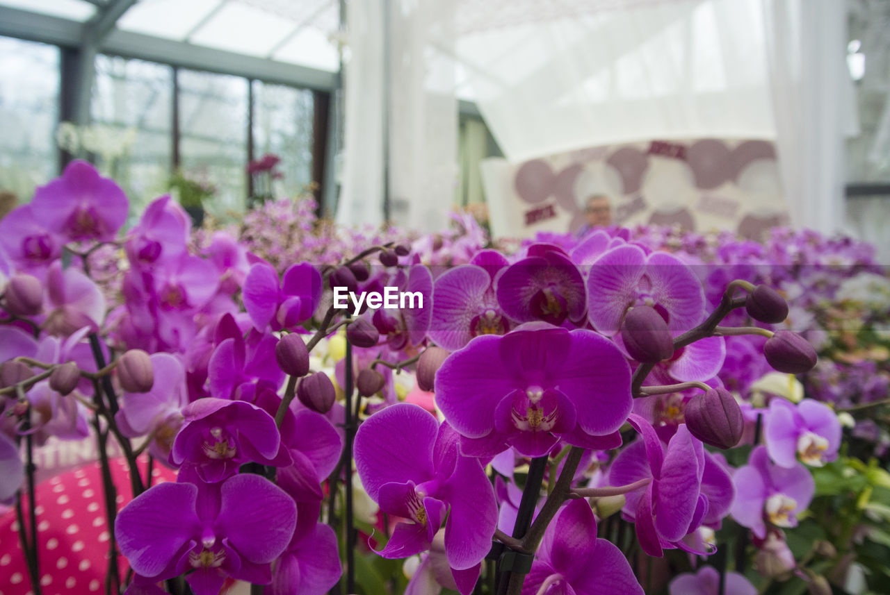 CLOSE-UP OF PURPLE ORCHIDS