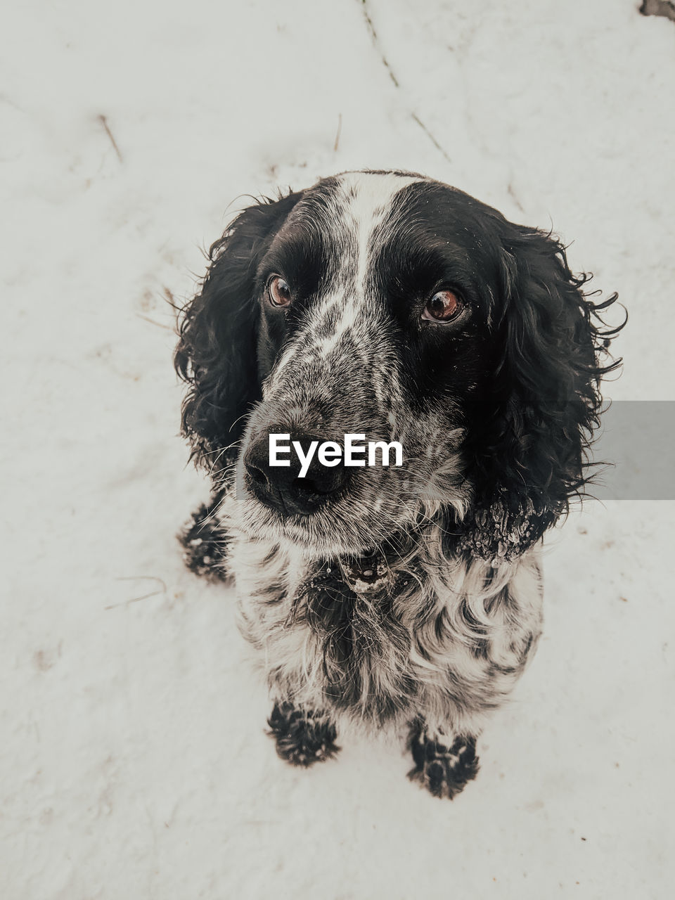 High angle portrait of black dog