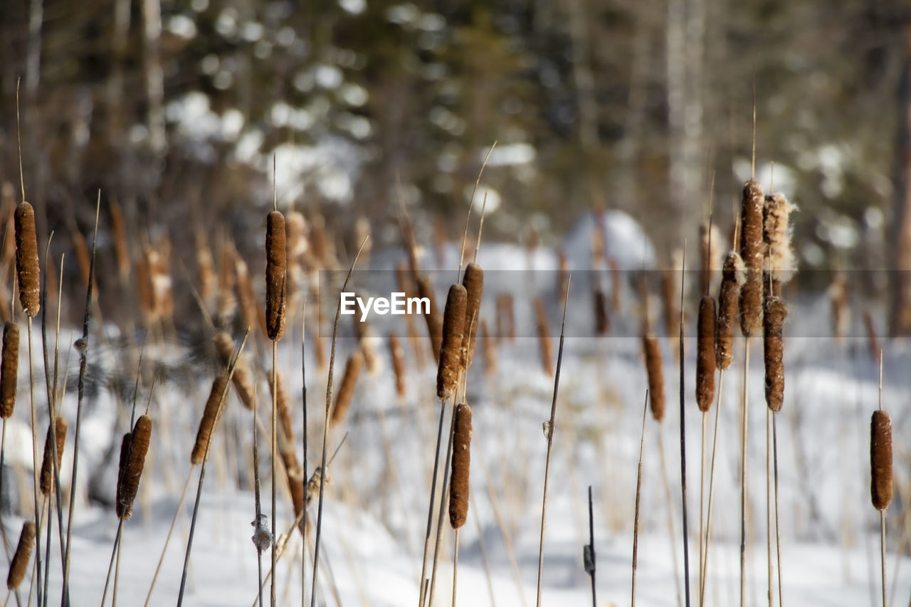 Close-up of frozen plants on field during winter