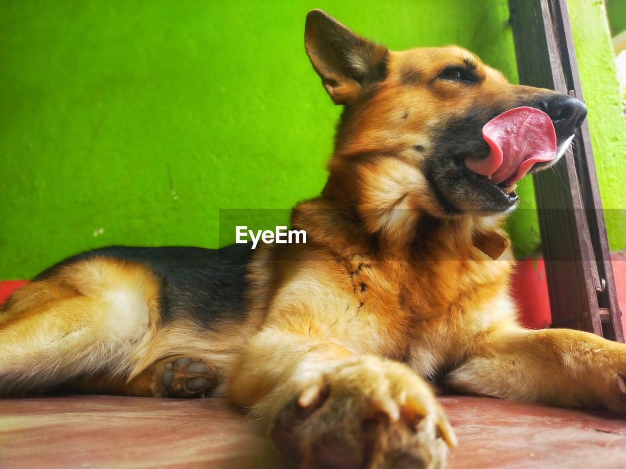 CLOSE-UP OF A DOG LYING DOWN