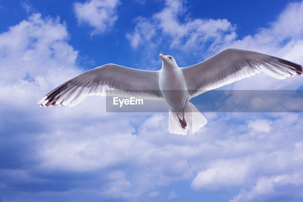 LOW ANGLE VIEW OF SEAGULLS AGAINST CLOUDY SKY