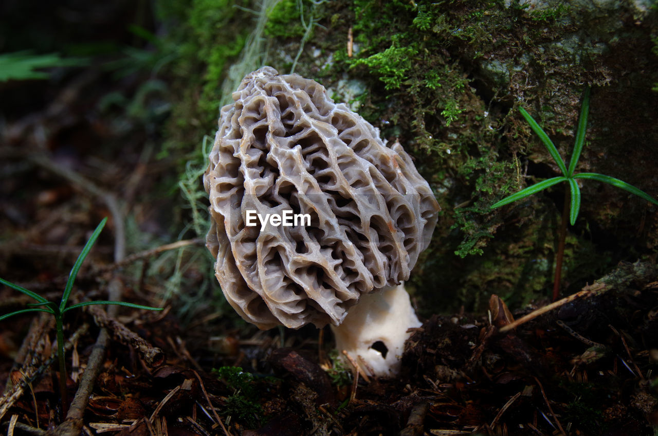 Close-up of mushroom on field in forest