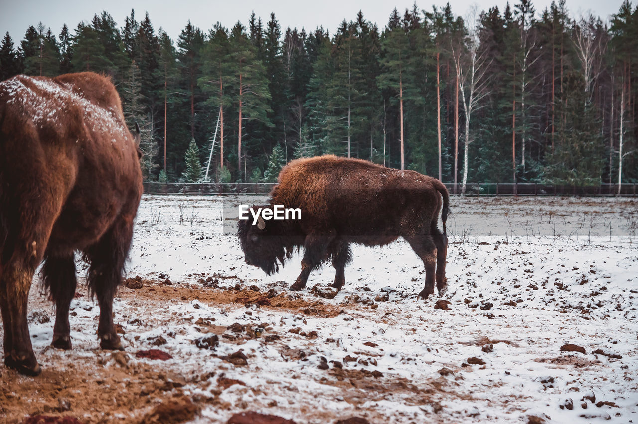 Two bisons on the field with the forest on the background