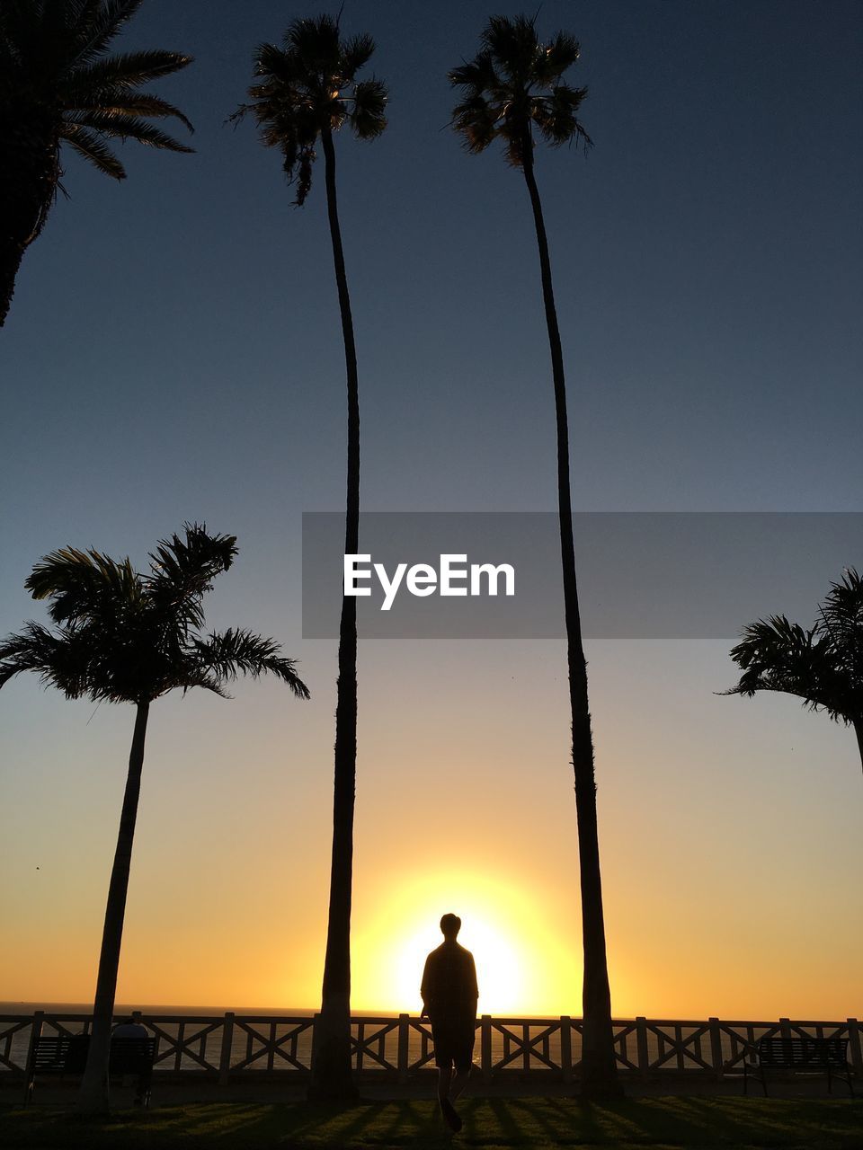 Silhouette man standing against palm trees at beach