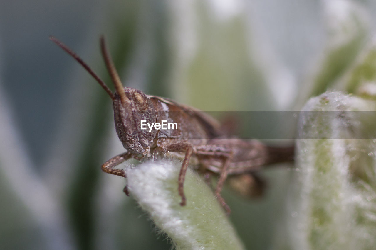 CLOSE-UP OF GRASSHOPPER ON LEAF