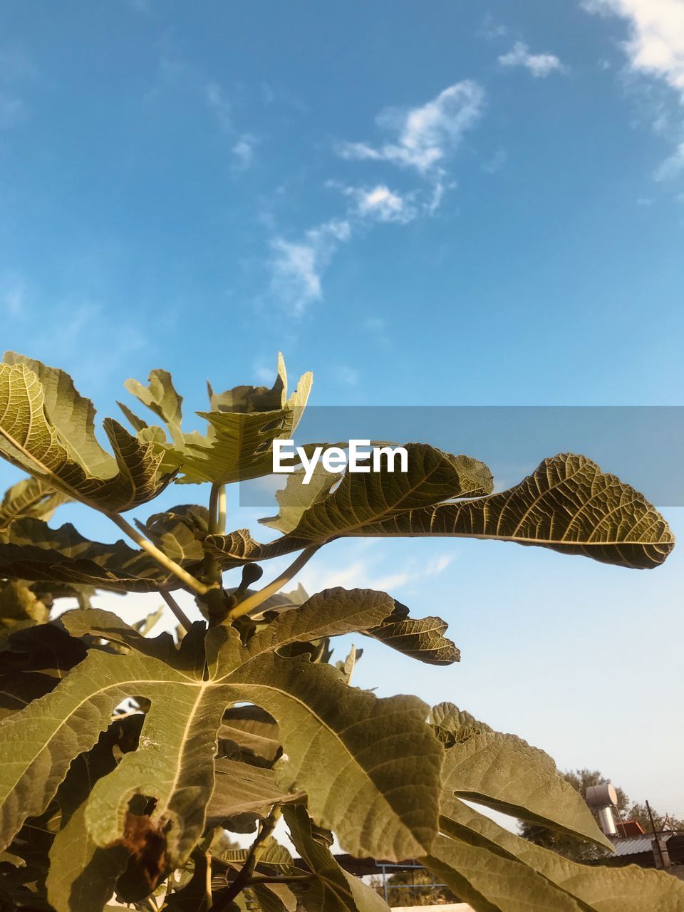 Low angle view of plants against sky