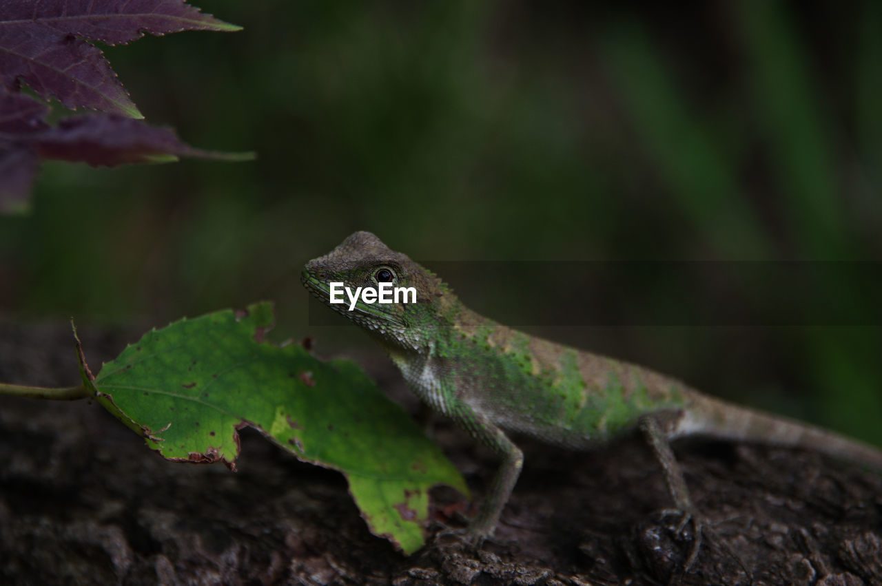 CLOSE-UP OF A LIZARD ON A PLANT