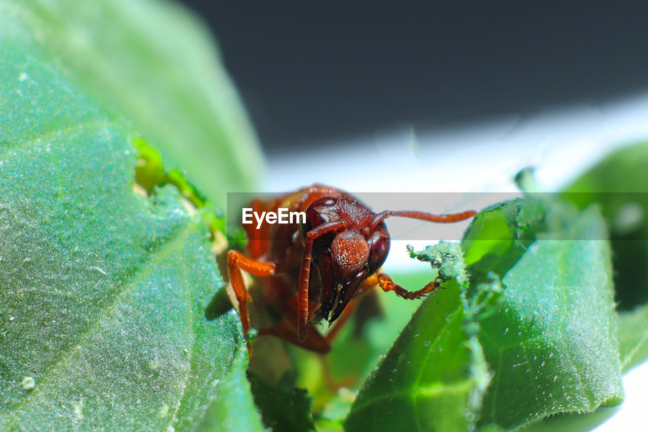 CLOSE-UP OF GRASSHOPPER