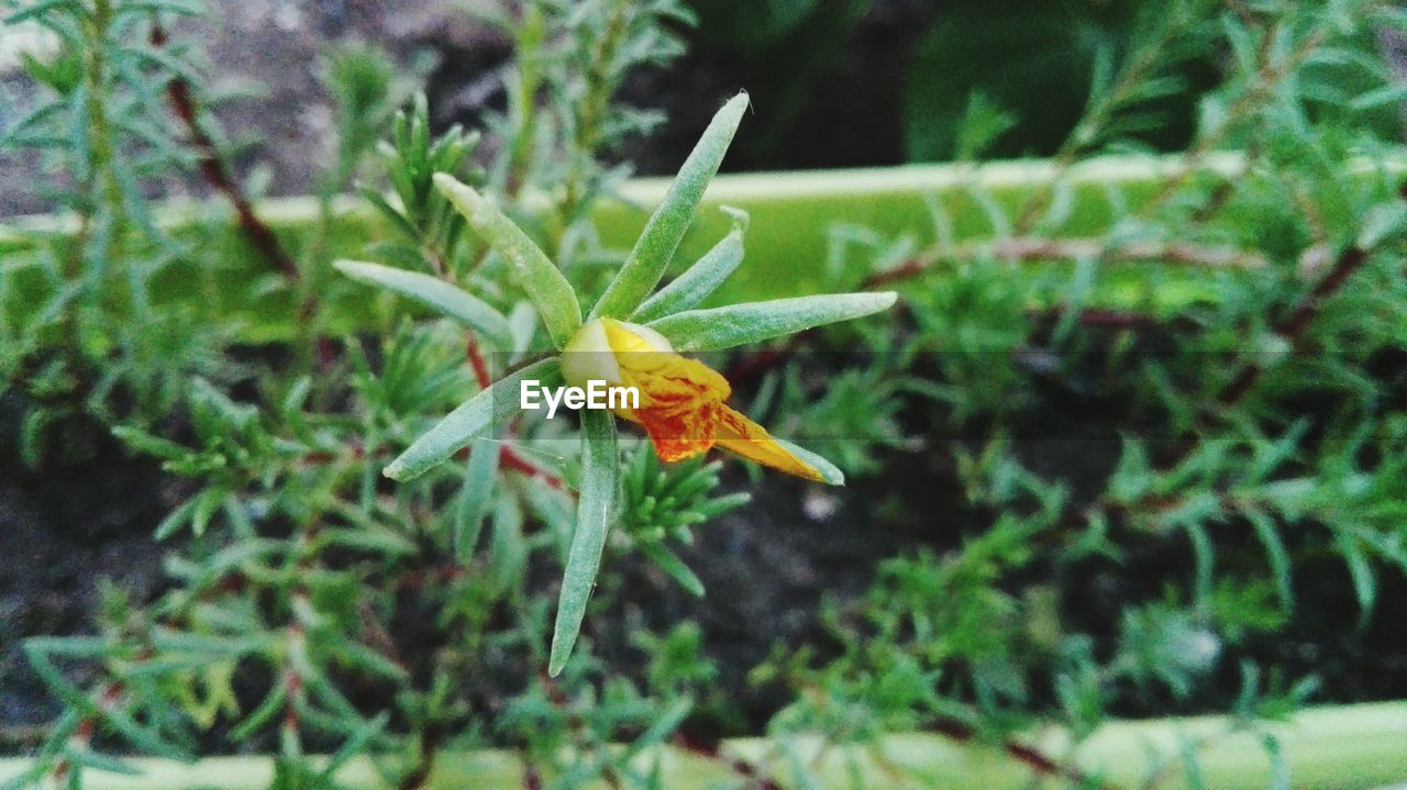 CLOSE-UP OF INSECTS ON FLOWER